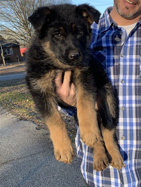 There are three varieties of German Shepherds coarse and short-haired, coarse and long-haired, and wavy and long-haired. . German shepherd puppies sc